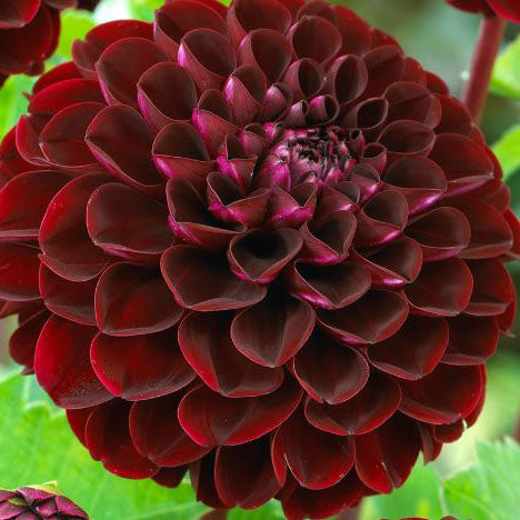 Dahlia Dark